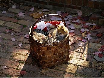 《文明7》将采用D加密技术！玩家感到不满