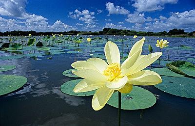 16岁天才玩家突破极限 打穿NES版《俄罗斯方块》