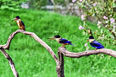 《宝可梦传说：Z-A》首秀：告别回合制，拥抱实时战斗